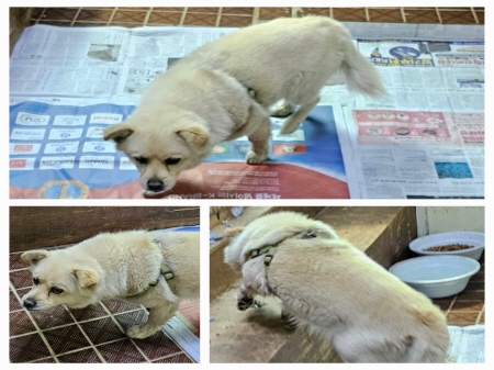 원주유기동물보호센터_442419202300237